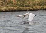 Mute Swan - take off 1