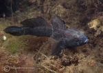 Black goby