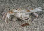 swimming crabs - Aughrus