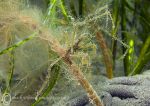 Long-legged spider crab - Criccieth