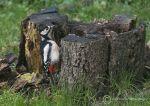 Greater Spotted Woodpecker