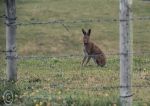 Hare - behind the wire