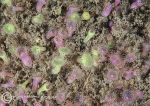 Jewel anemones