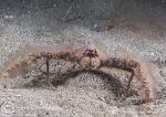 Sponge spider crab