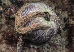 Common starfish on urchin shell