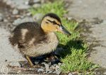 Duckling