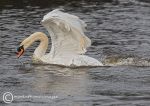 Aggressive swan