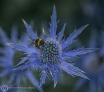 Sea holly