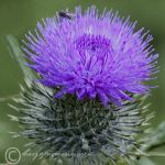 Thistle