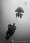 Barrel Jellyfish & Diver b&w