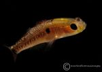 Two-spot goby