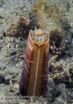 Razor clam