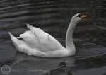 Mute Swan