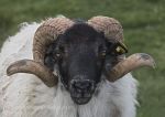 Connemara ram