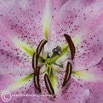 Lily stamen