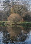 Weaver tree reflection