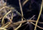 Opossum shrimp