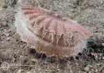 Queen scallop