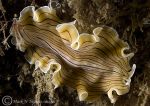 Candy_striped_flatworm