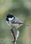 Coal Tit