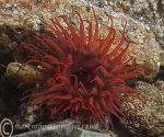 Beadlet anemone