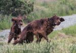 Finbar & Roonagh - Claddaghduff 2014