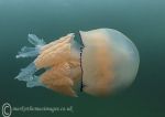 Barrel jellyfish 1