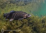 Trout in weed