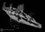 Stickleback