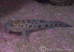 Leopard-spotted goby