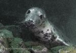 Grey seal pup - Farnes