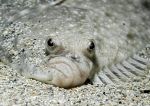 Plaice face 1