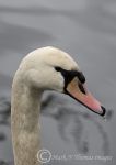 mute swan