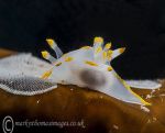 Yellow - edged Polycera