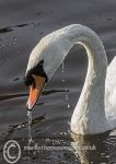 Mute Swan