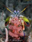 marinelife_mnthomas_mantisshrimp.jpg