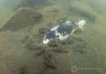 Carp feeding 2