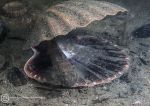 Black goby & scallop shell