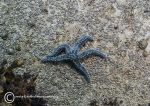 Spiny starfish