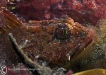 Long-spined Scorpionfish - red