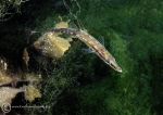 Fifteen-spined stickleback