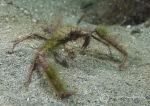 Long-legged spider crab