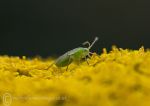 Aphid