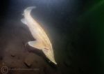 Sturgeon - yellow