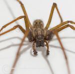 House spider