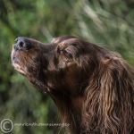 Finbar
