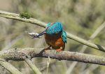 Kingfisher & fish 2