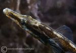 Fifteen-spined stickleback