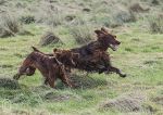 Finbar & Roonagh - March 2014