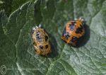 Ladybird chrysalis